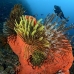 sponge_orange_sr_kb_v_0118_png0668.jpg